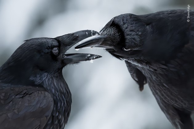 The intimate touch by Shane Kalyn, Canada Winner, Behaviour: Birds Shane Kalyn (Canada) watches a raven courtship display. Nikon D500 + 200–500mm f5.6 lens at 420mm 1/1250 sec at f7.1 ISO 900.