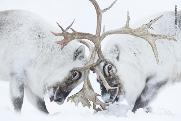 Head to head by Stefano Unterthiner, Italy, Winner, Behaviour: Mammals Stefano Unterthiner (Italy) watches two Svalbard reindeer battle for control of a harem. Nikon D5 + 180–400mm f4 lens at 400mm 1/640 sec at f4 ISO 3200.