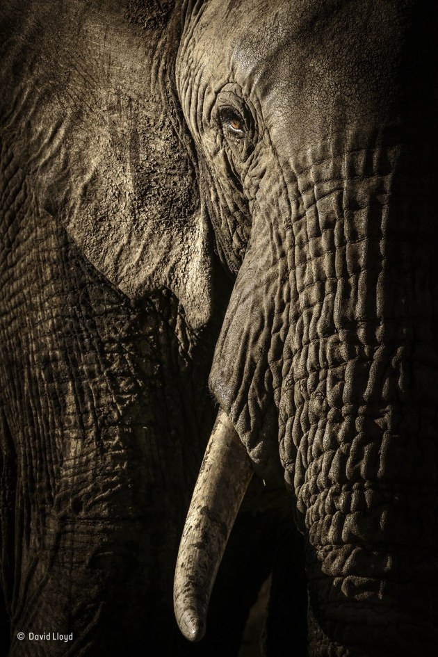 ‘The power of the matriarch’: At dusk, in Kenya’s Maasai Mara National Reserve, David waited for the herd of elephants on their evening trek to a waterhole. As they got closer to his vehicle, he could see that the mellow light from the fast-setting sun was emphasizing every wrinkle and hair. For a photographer who enjoys working with texture, this was a gift.