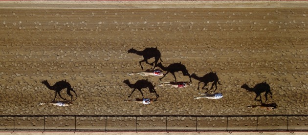 Highly commended, Vertical racing by Shoayb Khattab