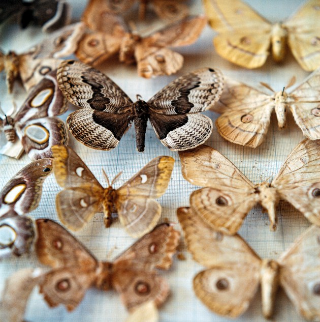 Europe, Honorable Mention, Rena Effendi, VII Photo/National Geographic Society. A rare Brahmaea christophi moth (center) displayed in Rustam Effendi’s butterfly collection housed at the Azerbaijan State Institute of Zoology, in Baku, Azerbaijan. Effendi hunted, collected, and preserved lepidoptera from the region for forty years. After he passed away in 1991, much of Effend’s collection – which once contained over 90,000 specimens – was lost or degraded due to neglect.