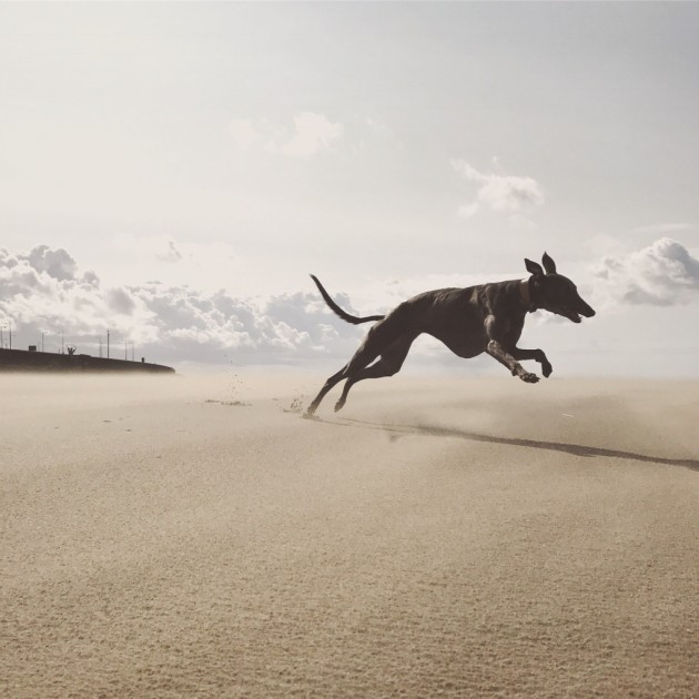 2nd Place – Animals: 0 to not-quite-Seagull-speed in 60 seconds by Katie Wall, United Kingdom
“Enjoying a near empty beach on a particularly windy day, our whippets were enjoying the wide open spaces to zoom around us in huge circles, chasing distant seagulls.”
Location: New Brighton, Wirral, UK. Shot on iPhone 7