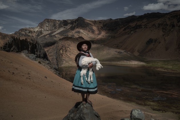 South America, Stories. Vital to the livelihoods of many people in the Peruvian Andes, alpacas face new challenges due to the climate crisis. With natural pastures shrinking and glaciers retreating, these animals increasingly struggle to graze and hydrate. Alpaquero (alpaca-farmer) communities in turn may be forced to move to higher altitudes or to abandon their lifestyles. Here, Alina Surquislla Gomez, a third-generation alpaquera (alpaca farmer), cradles a baby alpaca on the way to her family’s summer pastures, in Oropesa, Peru, on 3 May 2021. © Alessandro Cinque, Pulitzer Center/National Geographic