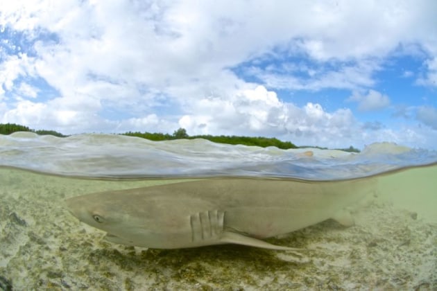 Bull shark