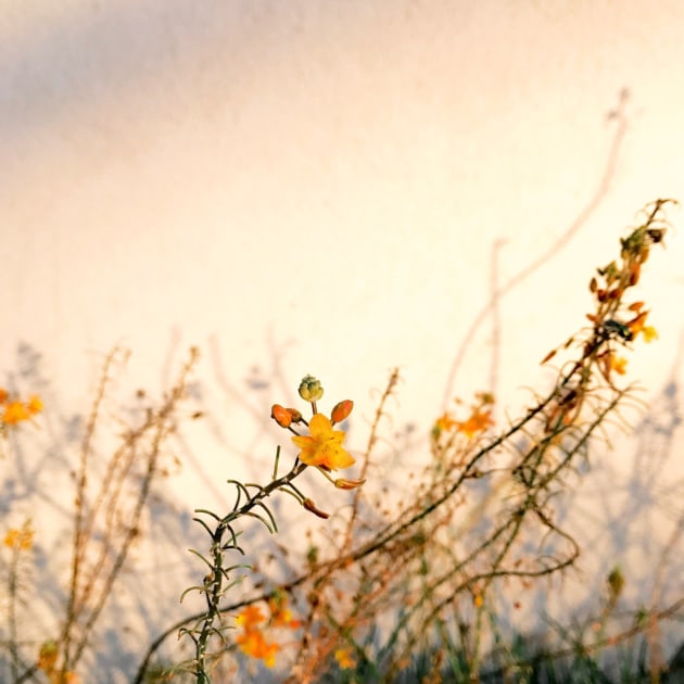 1st Place – Floral: Light by Alison Helena, United States
“I was parking to do my weekly grocery shopping and saw the amazing light on the wall and flowers”
Location: Santa Barbara, California. Shot on iPhone 7