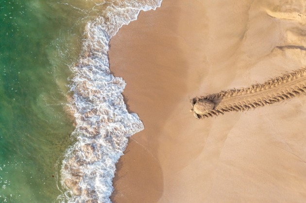 © Qasim Al Farsi. Back to Adventure. Green turtle heading back to water after laying down eggs in her peaceful nest at Oman coastline between Ras Al Jinz and Rashad turtle reserve.