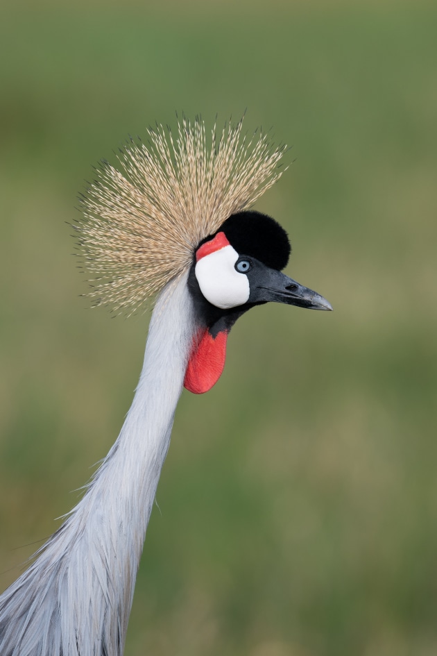It's important to keep an eye out for distractions when photographing birds such as this Crowned Crane in Kenya, Africa. Smooth, clear backgrounds are recommended as they make your subject stand out.