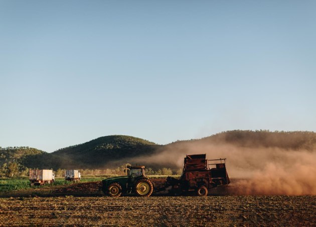 Not for the faint hearted: Peanut growing regions have been in drought for the last five years.