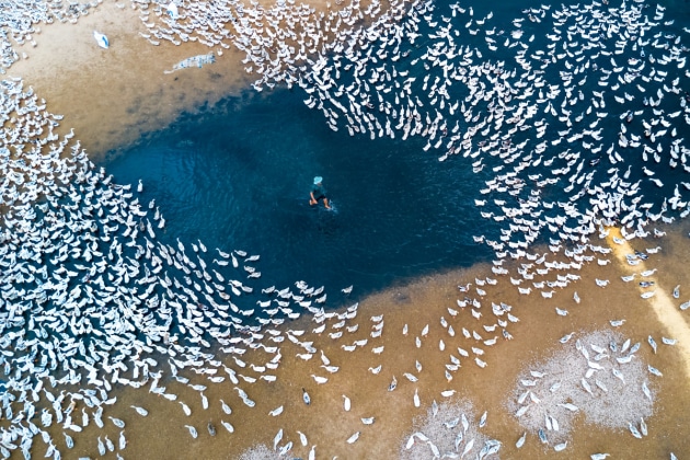 Third Prize, Landscape, Enthusiast Group | Raising Ducks by caokynhan