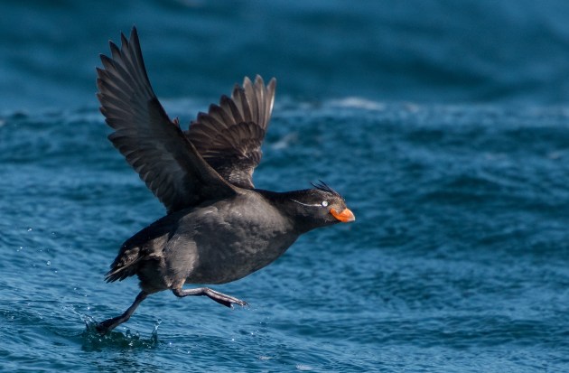 Lots of patience was needed when photographing this tiny Crested Auklet, which is tiny and very fast moving. In the end, I ‘nailed’ this one just as it was taking off, after resting on the water.