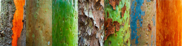 Wes Warner, The Textures and Colours of an Australian Summer