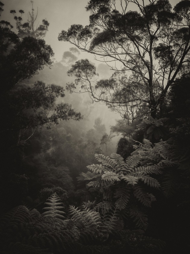 4th place: Kathy Wallace, Forest silence