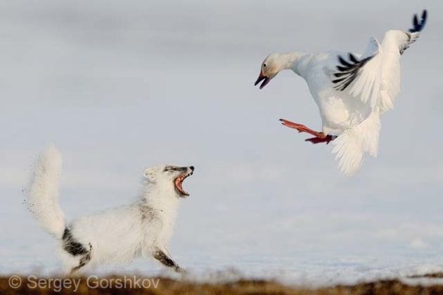 © Sergey Gorshkov