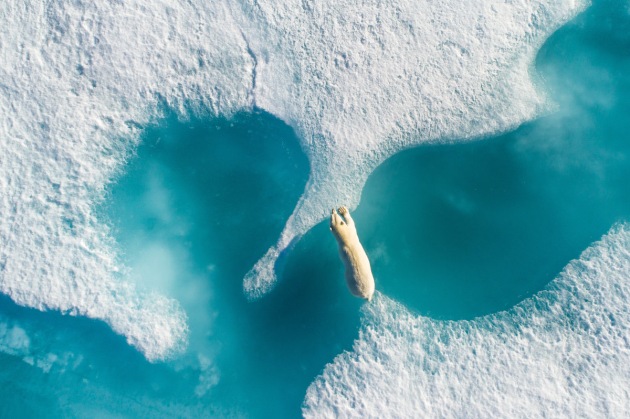 Grand Prize Winner | Above the Polar Bear by Florian Ledoux