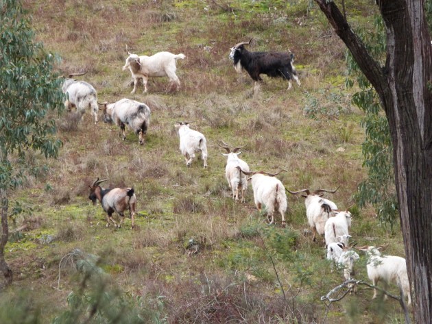 Wild goats climbing a kilometre or so from the Humpy.