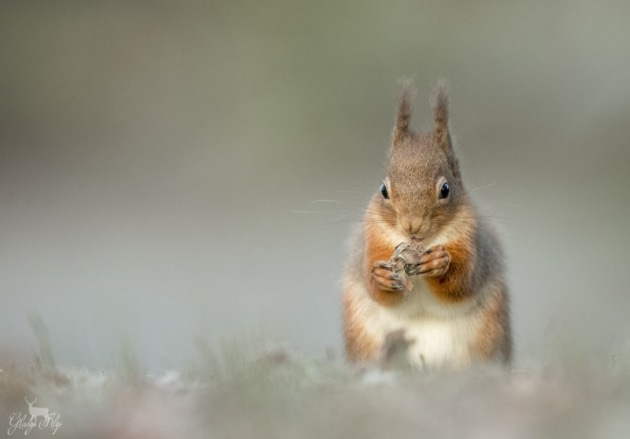 “Red Squirrel“ by Gladys Klip