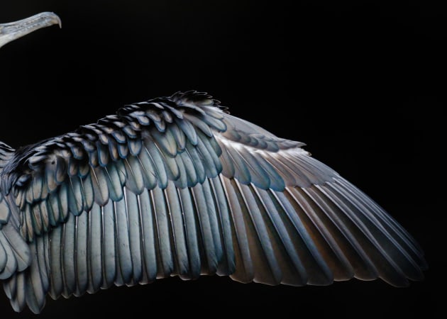 2017 Bird Photographer of the Year Awards. Winner, Attention to Detail. Cormorant wing by Tom Hines.