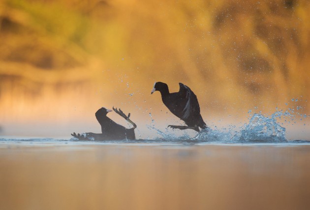 2017 Bird Photographer of the Year Awards. Winner, Bird Behaviour. 'Fighting Coots' by Andy Parkinson.