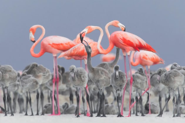 2017 Bird Photographer of the Year Awards. Winner, Bird Photographer of the Year and Best Portrait. 'Feeding Flamingos' by Alejandro Prieto Rojas.