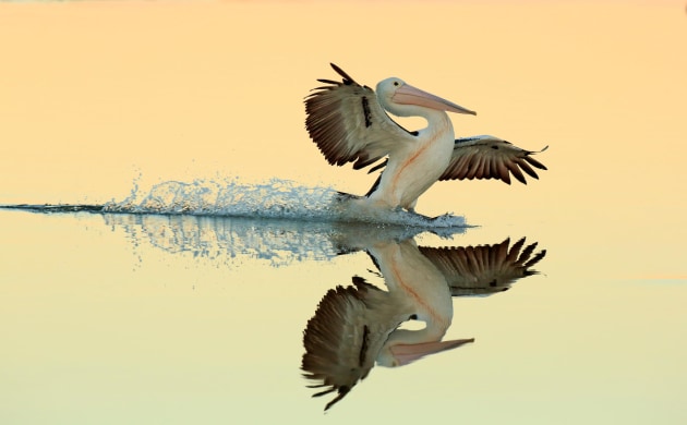 2017 Bird Photographer of the Year Awards. Winner, Birds in Flight. 'Australian Pelican landing on water' by Bret Charman