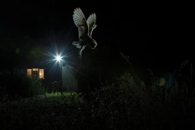 2017 Bird Photographer of the Year Awards. Winner, Birds in the Garden. 'Hovering Barn Owl' by Jamie Hall