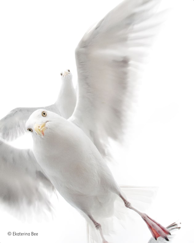 The grip of the gulls, Ekaterina Bee, Italy, Winner 2017, 10 years and under Like all her family, five-and-a-half-year-old Ekaterina is fascinated by nature, and she has also been using a camera since she was four years old. But on the boat trip off the coast of central Norway, her focus was not on the white‑tailed sea eagles that the others were photographing but on the cloud of herring gulls that followed the small boat as it left the harbour. They were after food, and as soon as Ekaterina threw them some bread, they surrounded her. At first she was slightly scared by their boldness and beaks but soon became totally absorbed in watching and photographing them, lost in the noise, wingbeats and colours of feet and beaks in the whirl of white.