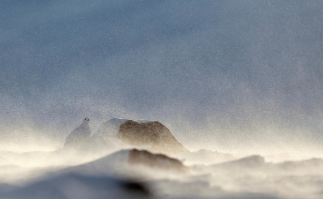 2017 Bird Photographer of the Year Awards. Winner, Best Portfolio. 'Willow Grouse in storm' by Markus Varesvuo.