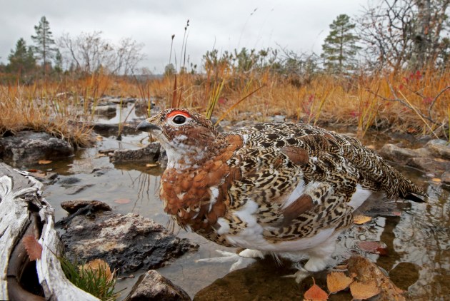 2017 Bird Photographer of the Year Awards. Winner, Best Portfolio. 'Willow Grouse' by Markus Varesvuo.