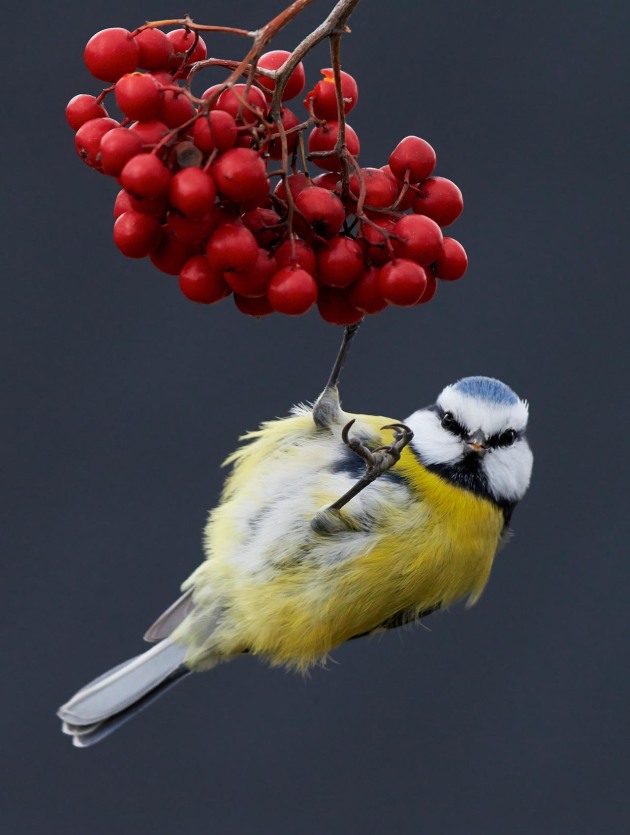 2017 Bird Photographer of the Year Awards. Winner, Best Portfolio. 'Blue Tit on berries' by Markus Varesvuo.