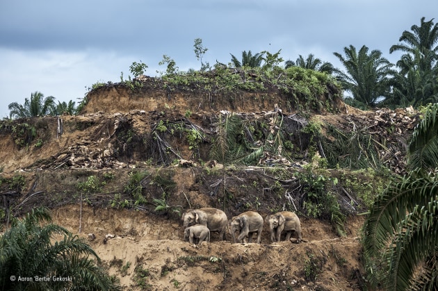 Palm-oil survivors
Aaron ‘Bertie’ Gekoski, UK/USA
Winner 2017, Wildlife Photojournalist: Single image
In eastern Sabah, on the island of Borneo, three generations of Bornean elephants edge their way across the terraces of an oil-palm plantation being cleared for replanting. Palm oil is a lucrative global export, and in the Malaysian state of Sabah, where the majority of rainforest has already been logged (only 8 per cent of protected intact forest remains), the palm-oil industry is still a major driver of deforestation, squeezing elephants into smaller and smaller pockets of forest. Increasingly they wander into oil-palm plantations to feed, where they come into conflict with humans, with elephants being shot or poisoned.