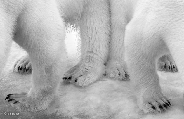 Polar pas de deux
Eilo Elvinger, Luxembourg
Winner 2017, Black and white
From her ship, anchored in the icy waters off Svalbard, in Arctic Norway, Eilo spotted a polar bear and her two-year-old cub in the distance, slowly drawing closer. Polar bears are known as hunters, mainly of seals – they can smell prey from nearly a kilometre (more than half a mile) away – but they are also opportunists. Nearing the ship, they were diverted to a patch of snow soaked in leakage from the vessel’s kitchen and began to lick it. ‘I was ashamed of our contribution to the immaculate landscape’, says Eilo, ‘and of how this influenced the bears’ behaviour.’