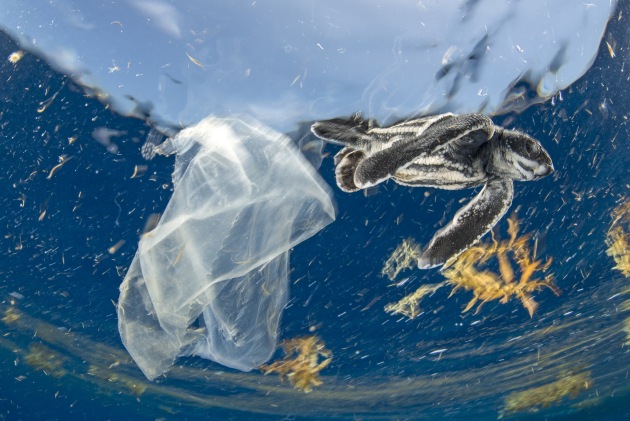 To open up a photographic on essay on sea turtles and people along the Florida coast, it was important to try and create an image with the subject in its natural environment with a human element, in this case a plastic worked well.