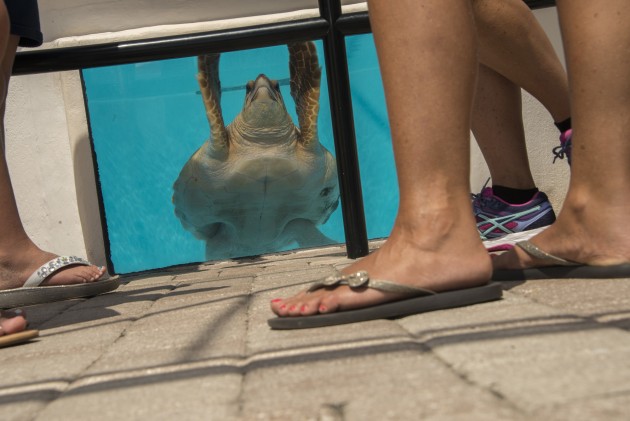 Tourists flock to a local aquarium for a close encounter with a loggerhead turtle. After capturing a few obvious frames I lay on the ground and tried experimenting with the angle.