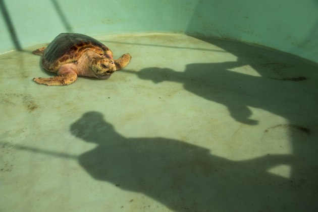 This loggerhead turtle is being prepared for release back into the wild after rehabilitation. By only showing the shadows of the carers, the image hints at the human impact of the story without actually showing a person.