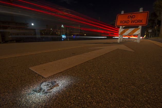 After becoming confused by the lights of the city this turtle hatchling wandered away from the water and onto the road. I focused the light from a torch on the turtles and used a slow shutter speed to show the movement of traffic.