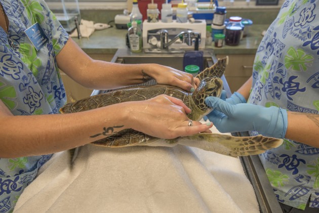Vets examine a green turtle as part of a rehabilitation program. I tried zooming in on the turtle to remove distracting elements, but left just enough in the image to tell the story of the vets examining the turtle.