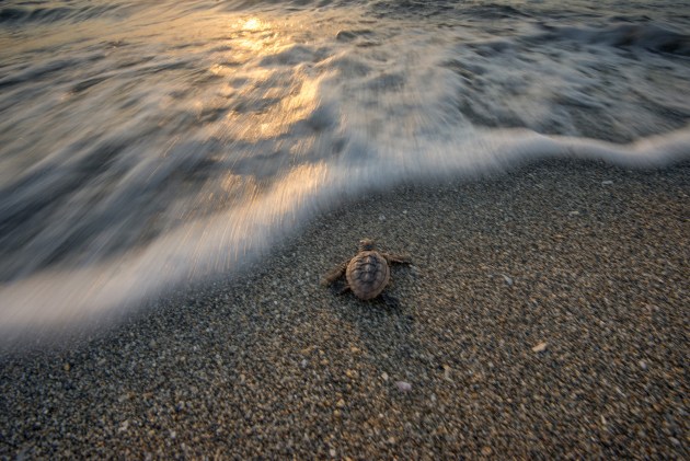 After emerging from its nest a baby turtle heads into the surf creating a great closing image. The scene provides a sense of hope and the turtle moving out of the frame signals an end to the photographic essay.