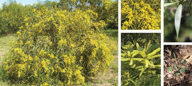 acacia-flowers-and-foliage.jpg