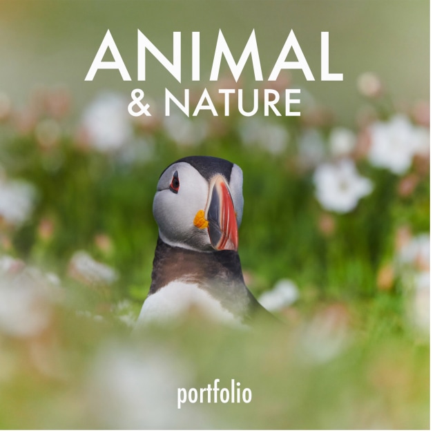 animal-poty-button3.png