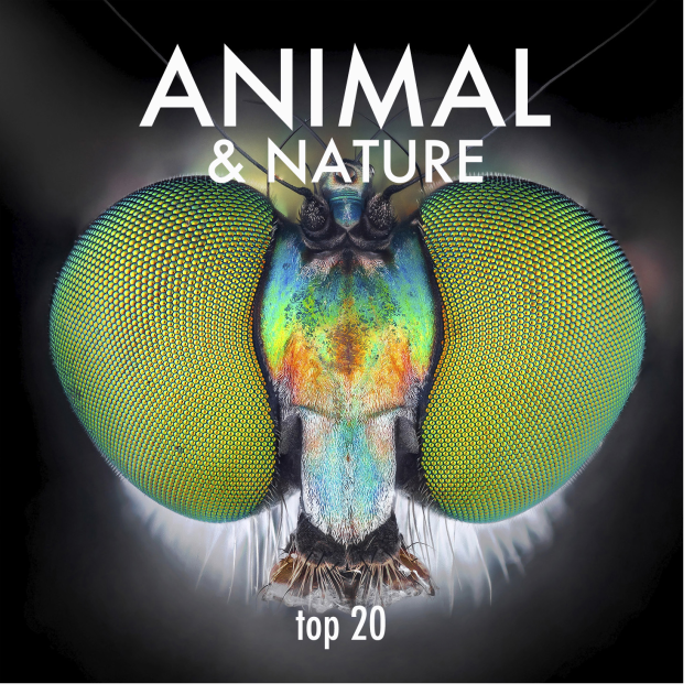 Animal 2020 Top 20