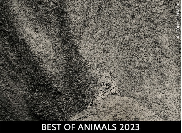 animals-20204.jpg