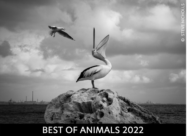 animals-20204.jpg