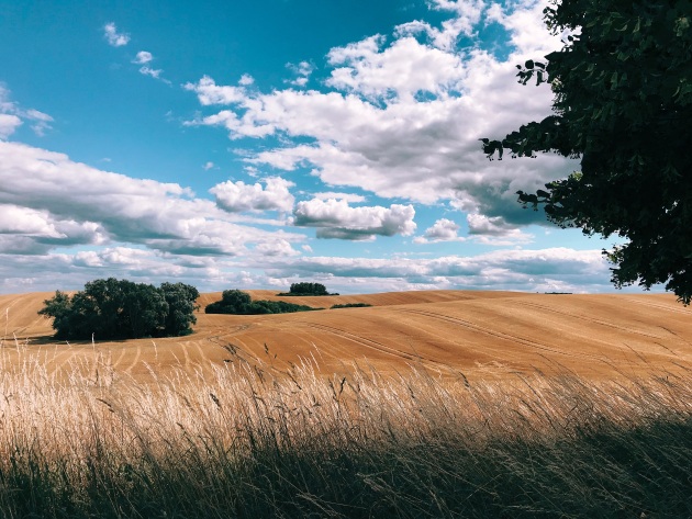 IG: @yungbrioche. Robert Glaser (Germany), iPhone 7. Kaiann Drance says: “Gorgeous dynamic range. There’s detail throughout the photo in the meadow, trees, and clouds. Beautiful deep sky and pleasing colour overall.”