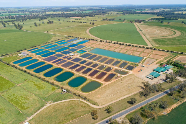 Aquna’s Murray cod is grown in open ponds that mimic its natural environment.
Image: Aquna