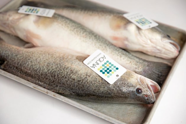 The Aquna team is constantly looking at better ways to improve the quality of the fish. 
Image: Aquna