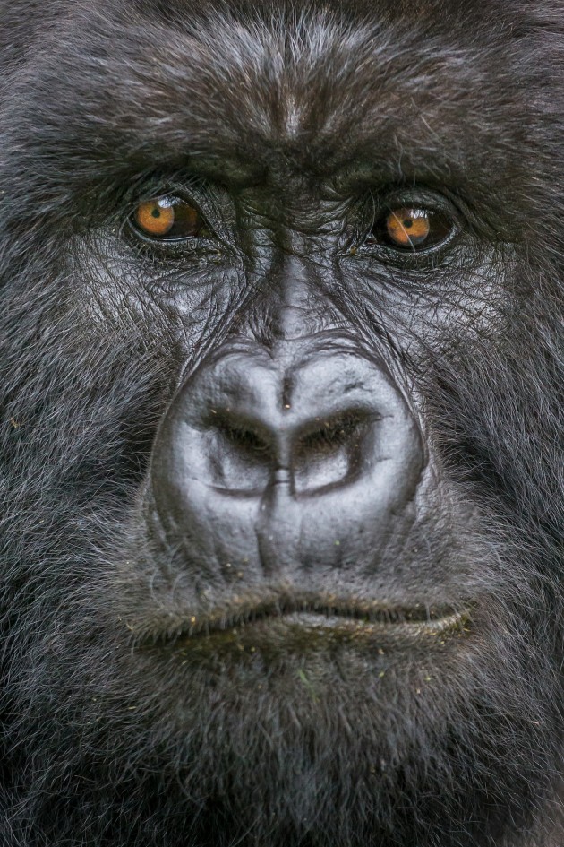 © Art Wolfe 'Mountain gorilla in Virunga Mountains, Rwanda'.