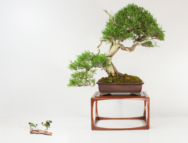 austin-heitzman-bonsai1.jpg