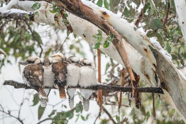 © Charles Davis. Better Together. Animal Behaviour category. Not many kookaburras live high enough to get snowed on. This small family are an exception. They can often be found in a blizzard huddled together for warmth, the parents on the outside and last year’s young squished in between. Kosciuszko National Park, New South Wales.