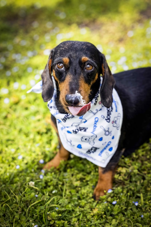 Chobani Australia has unveiled its first foray into pet food with a lactose-free and digestion-boosting yoghurt for dogs, Daily Dollop. The plain, low-fat and lactose-free yoghurt is made with skim milk, lactase and live cultures so it is gentle on doggie tummies.