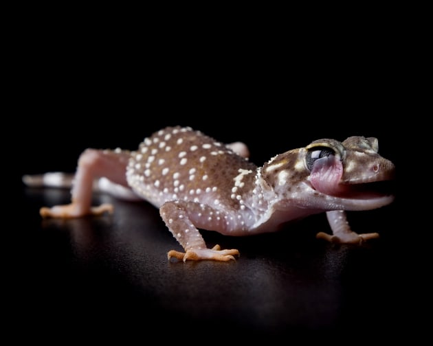 Geckos don’t have eyelids so they lick their eyeballs to keep them clean and moist. Capturing images which show natural animal behaviours is always one of my aims as they then go beyond a portrait and become educational. This image has been used to demonstrate this behaviour to school groups and members of the public. Canon 5D, EF24-105mm f/4L IS lens @ 105mm. 1/200s @ f13, ISO 100.